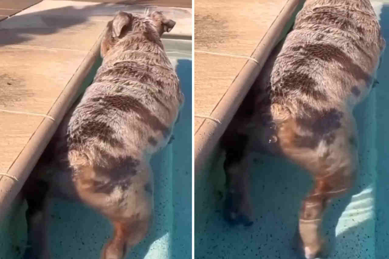 Vídeo hilário: cão buldogue fica gasoso toda vez que entra na piscina