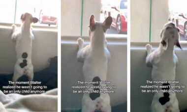 Vídeo hilário: cão buldogue francês faz um escândalo ao receber outro cachorro em casa