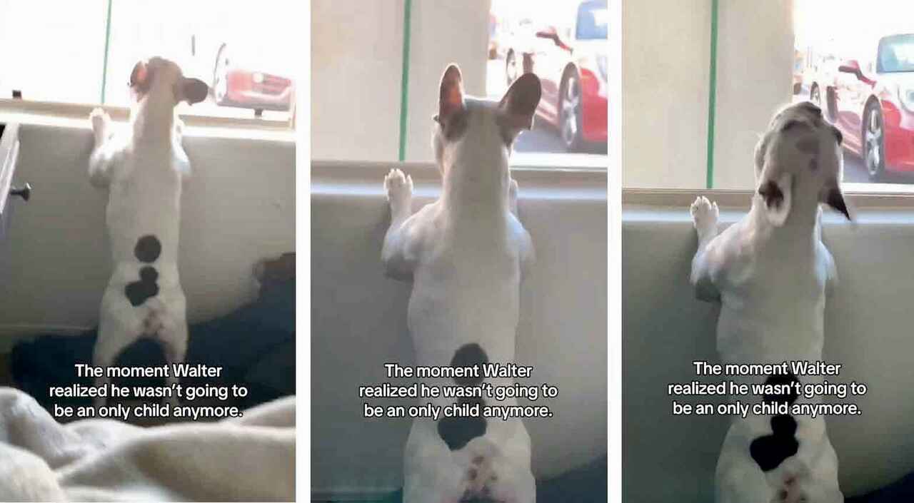 Zabawne wideo: Buldog francuski szaleje, gdy wita w domu innego psa