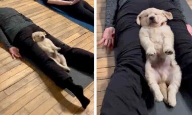 Vídeo hilário: cãozinho aproveita para relaxar na aula de ioga da dona
