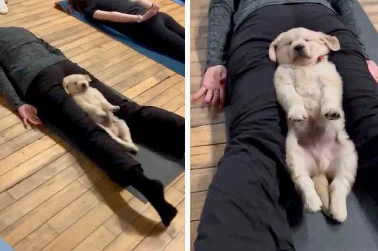 Vídeo hilário: cãozinho aproveita para relaxar na aula de ioga da dona