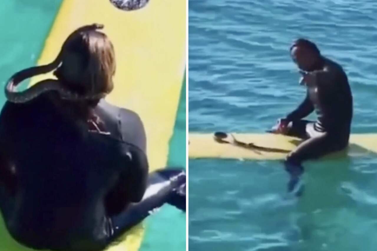 Hombre recibe multa de $1,500 por llevar a su serpiente mascota a hacer surf