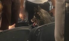 Cão amante de música foge de casa e vai a show da banda Metallica