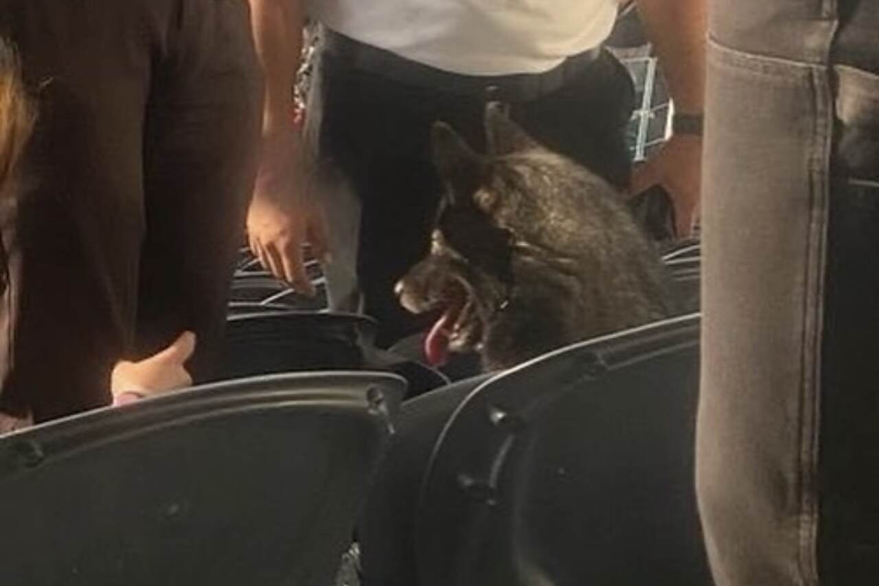 Music-Loving Dog Escapes Home and Attends Metallica Concert