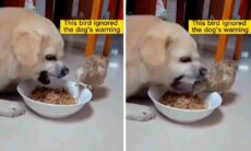 Vídeo: passarinho sem noção corre risco extremo ao 'furtar' ração de cãozinho furioso