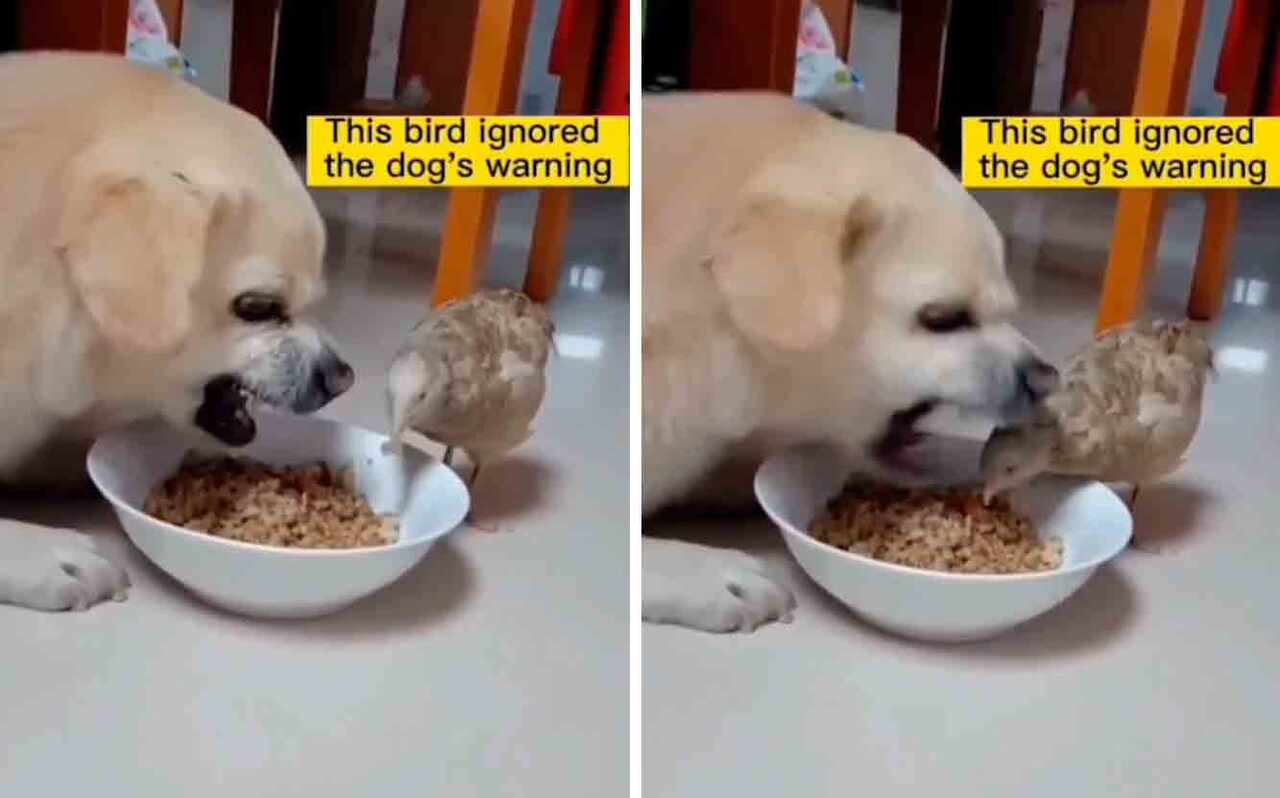 Video: Uccello spericolato si espone a un rischio estremo 'rubando' il cibo ad un cucciolo furioso