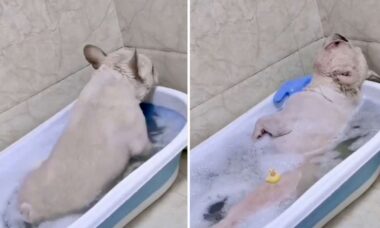 Vídeo hilário: cãozinho buldogue francês fica extremamente gasoso na hora do banho