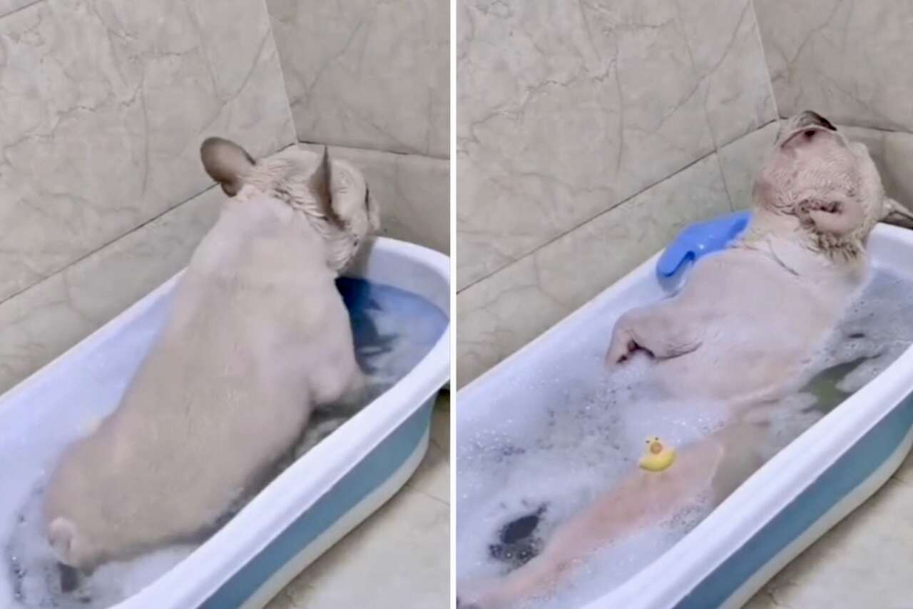 Vicces videó: A francia bulldog kiskutya nagyon gázos lesz a fürdőzés közben