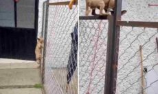 Vídeo mostra cãozinho escalando cerca alta de um jeito de dar inveja a Tom Cruise