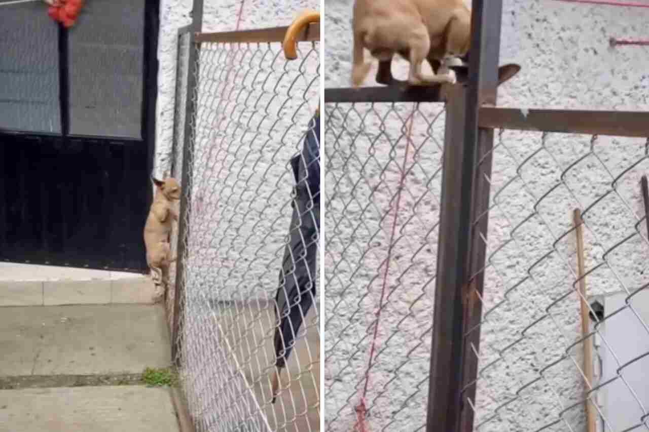 Video toont een schattig hondje dat een hoge omheining beklimt en Tom Cruise groen van jaloezie zou maken