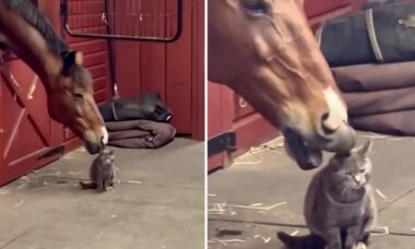 Vídeo fofo: cavalo e gato são melhores amigos