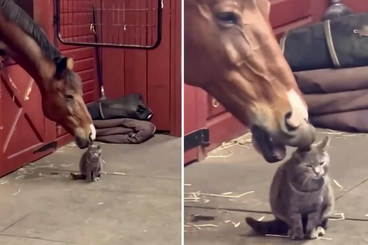 Video adorabil: cal și pisică sunt cei mai buni prieteni