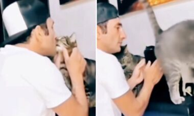 Vídeo hilário: gato usa medida extrema para mostrar que não gosta de ser beijado