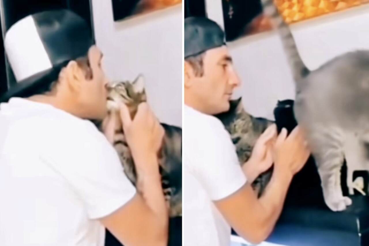 Rolig video: Katten tar extrem åtgärd för att visa att den inte gillar att bli kysst