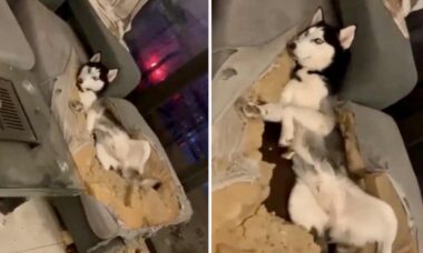 Vídeo hilário: durante ausência dos donos, sofá 'explode' e cão husky alega não ter culpa