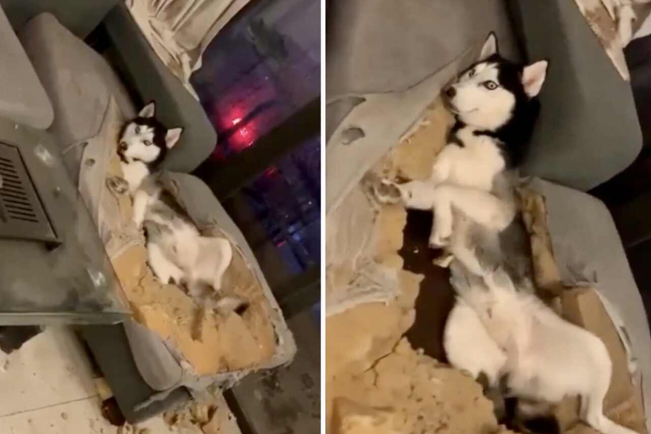 Video amuzant: În timpul absenței stăpânilor, canapeaua 'explodează', iar câinele husky susține că este nevinovat