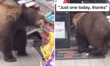 Vídeo: urso entra em loja de conveniência, furta um doce e sai com a maior calma