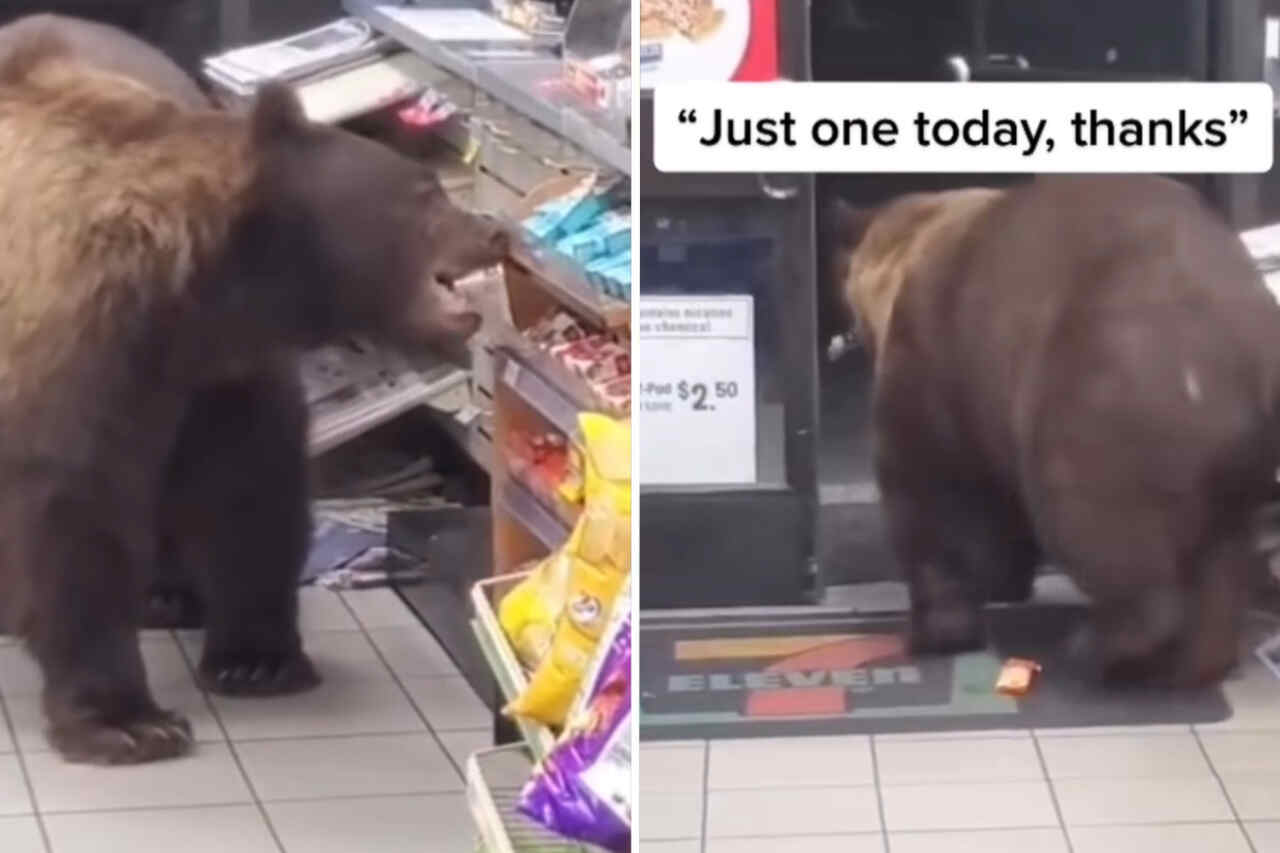 Video: Bär betritt den Convenience-Store, stiehlt Süßigkeiten und verlässt ihn mit äußerster Ruhe
