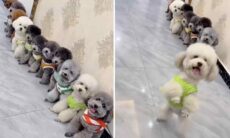Esse vídeo fofo de cãezinhos bichon frisé dançando vai alegrar seu dia