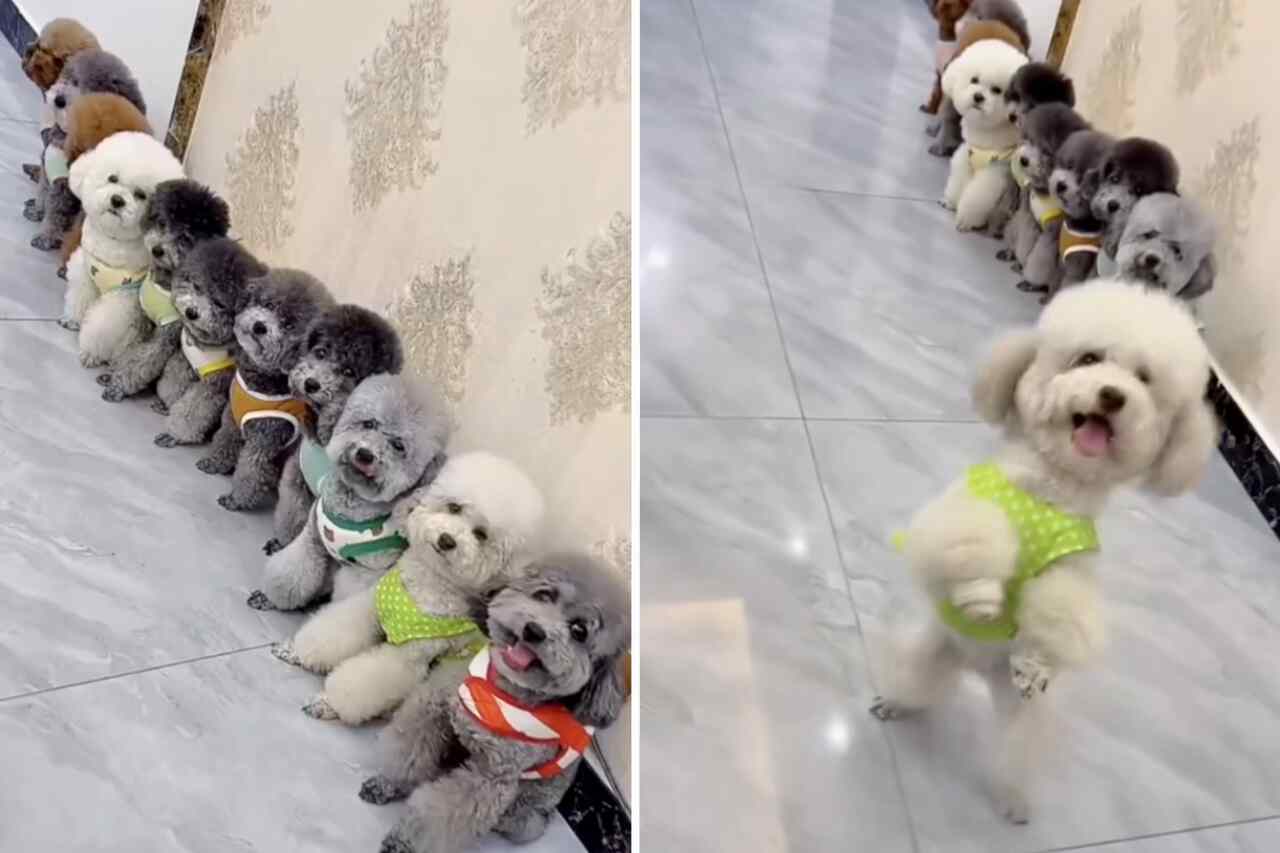 Esse vídeo fofo de cãezinhos bichon frisé dançando vai alegrar seu dia