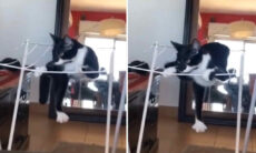 Esses vídeos divertidos de gatos vão alegrar o seu fim de semana