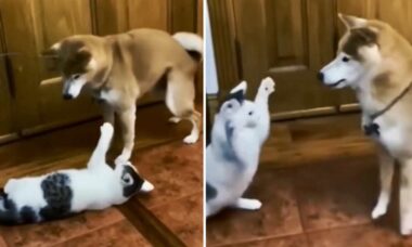 Vídeo hilário: cão fica excitado e é violentamente repreendido por gato