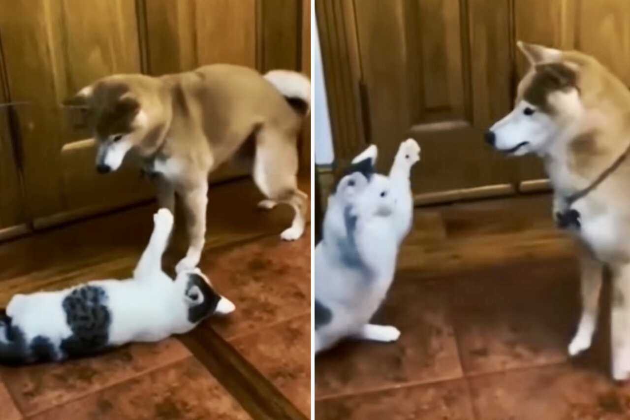 Video divertente: Cane si emoziona ed è gentilmente rimproverato da un gatto