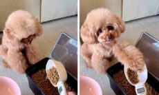 Vídeo fofo: cãozinho de dieta indica para a dona a quantidade exata de ração