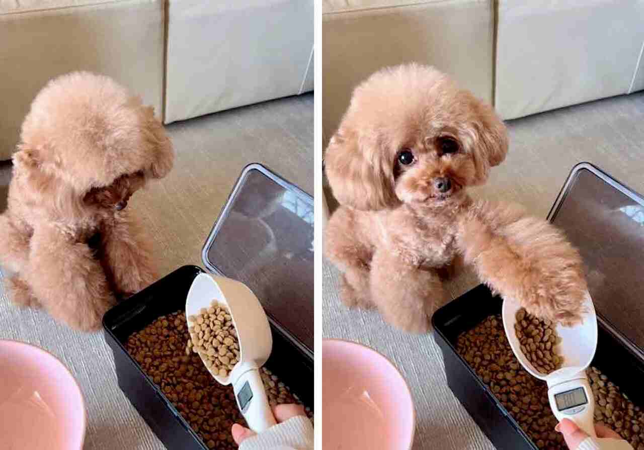 Video adorabile: cucciolo a dieta indica la quantità esatta di cibo al suo proprietario