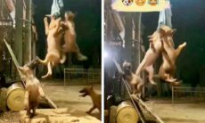 Vídeo hilário: não deixe roupa no varal perto desses cães
