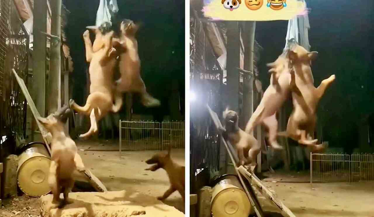 Vidéo hilarante : ne laissez pas de vêtements sur la corde à linge près de ces chiens