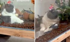 Vídeo hilário registra nova espécie de 'peixe-gato'
