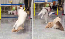 Vídeo hilário: gatos boleiros fazem tabela perfeita, mas perdem o gol