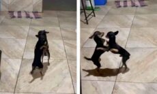 Vídeo hilário: cãezinhos não podem ouvir um forró que saem dançando