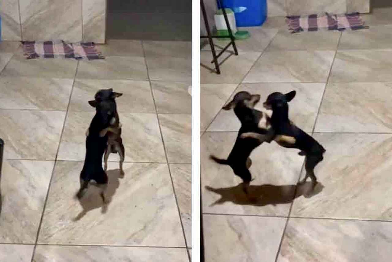 Video divertido: Cachorros no pueden resistir bailar Forró