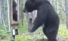 Urso enlouquece ao ver a própria imagem no espelho; assista ao vídeo
