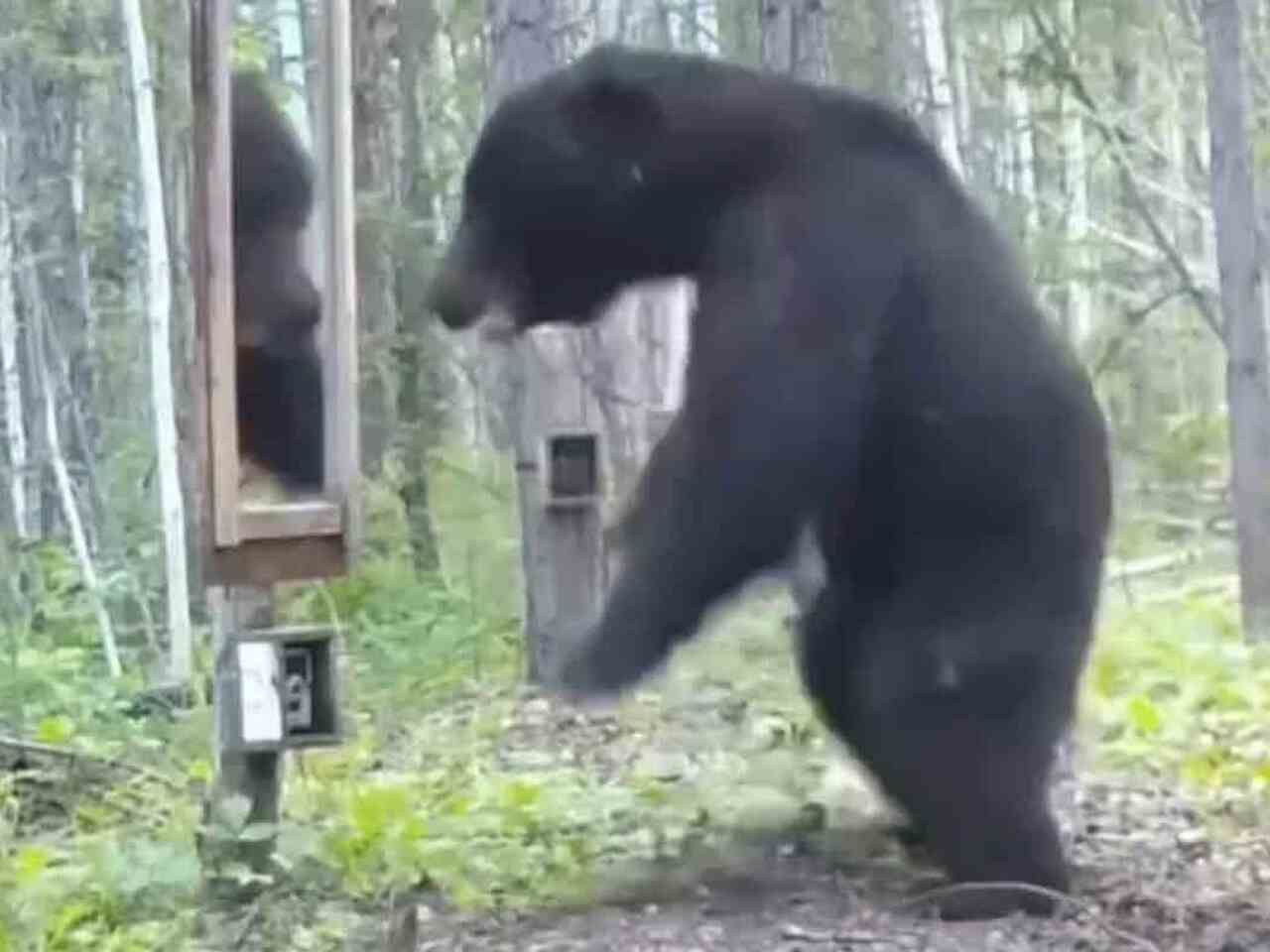 Urso enlouquece ao ver a própria imagem no espelho; assista ao vídeo