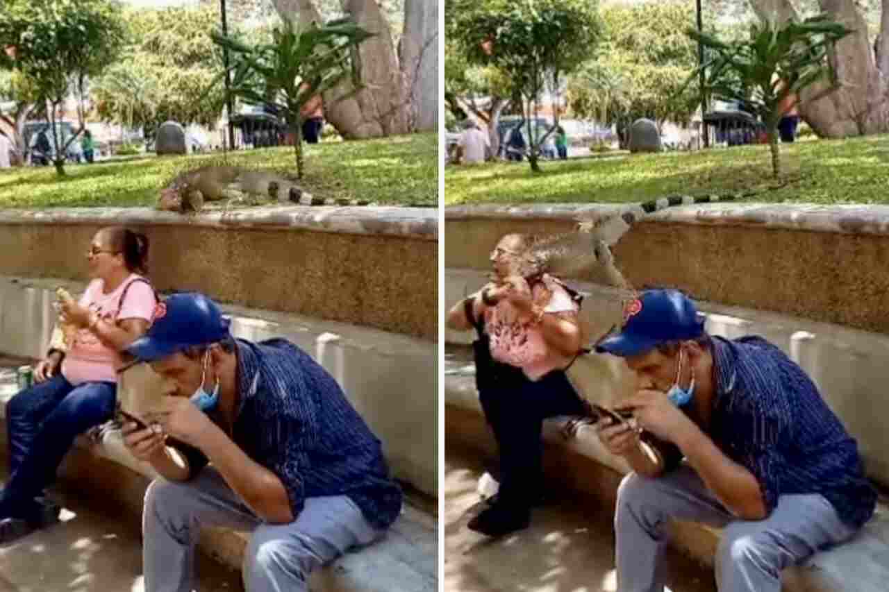 Beeindruckendes Video: Frau wird von Leguan überrascht und hat beinahe einen Herzinfarkt