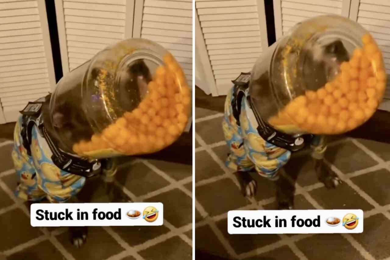 Divertido Video: Perro Glotón Atrapado con la Boca y la Cabeza en el Tarro de Snacks