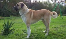 Kangal . Foto: Wikipedia