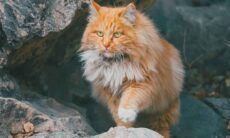 Saiba mais sobre os gatos da raça Maine Coon, uma das maiores raças de gatos domésticos