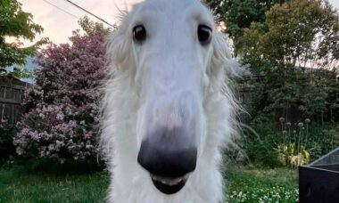 Vídeo fofo: Cachorro com 'nariz mais longo do mundo' faz sucesso nas redes sociais. Fotos e Vídeo: Reprodução Instagram @loopsnoot