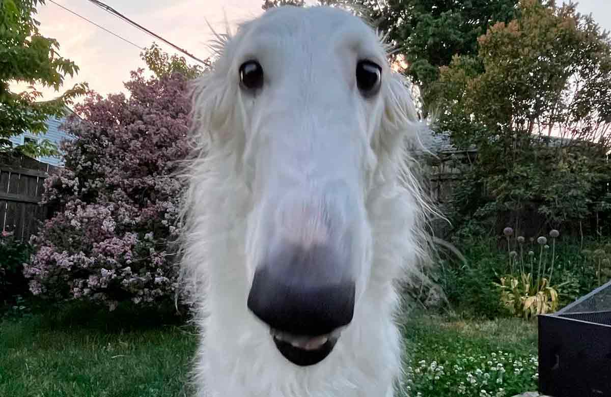 Vídeo fofo: Cachorro com 'nariz mais longo do mundo' faz sucesso nas redes sociais. Fotos e Vídeo: Reprodução Instagram @loopsnoot