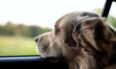 Bebê de 11 meses e cão morrem após passar 6 horas em carro fechado
