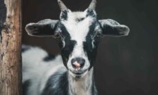 Homem é preso por abusar sexualmente de cabra na Índia