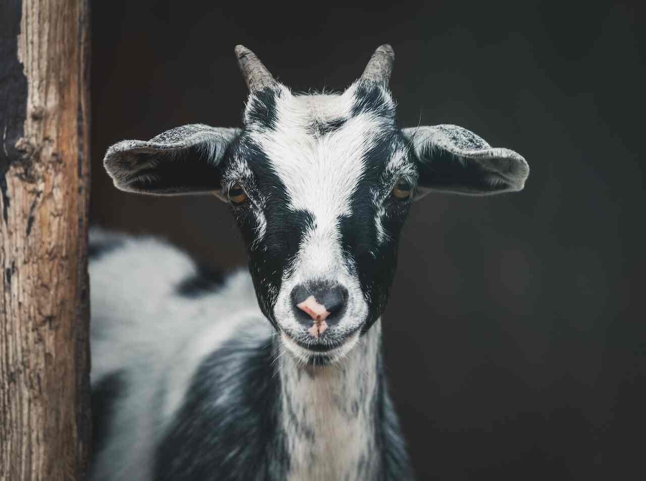 Man Arrested for Sexually Abusing Goat in India