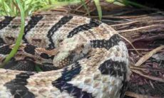 Casal fica aterrorizado ao encontrar cobra venenosa em carrinho de bebê