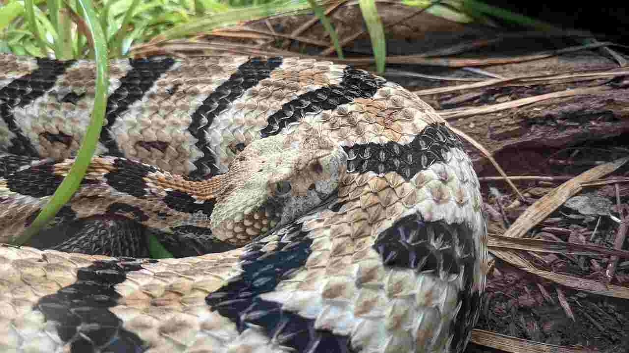 Couple Terrified to Find Venomous Snake in Baby Stroller