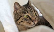 Gatos são seres místicos que ajudam na proteção e limpeza energética da casa, diz especialista