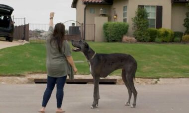 Zeus, o cão mais alto do mundo, morre aos 3 anos